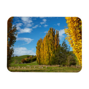 Íman Pasto de Fazenda com Ovelhas
