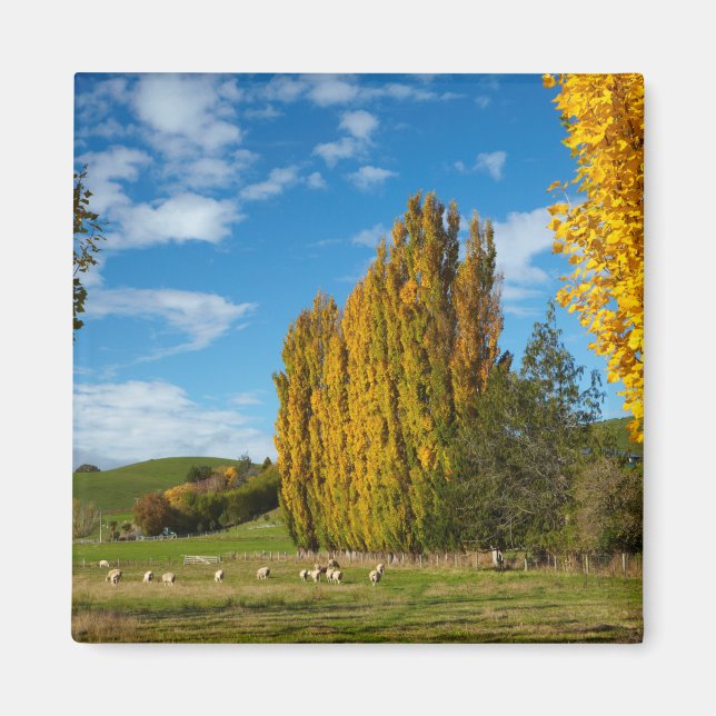 Íman Pasto de Fazenda com Ovelhas (Frente)