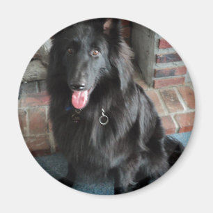 Íman Pastor belga aka "o lobo preto "