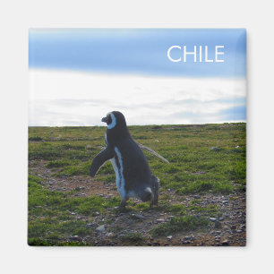 Íman Patagonia Chile Penguin Magnet