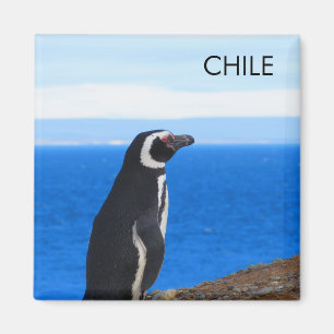 Íman Patagonia Chile Penguin Magnet
