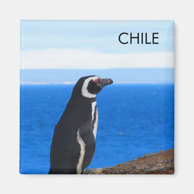 Íman Patagonia Chile Penguin Magnet (Frente)