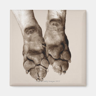 Íman Patas dos cães