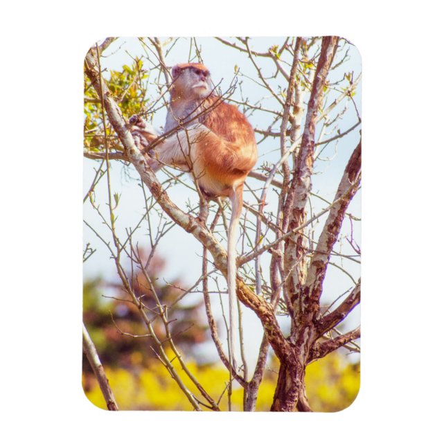 Íman Patas é uma árvore (Vertical)