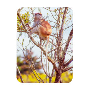 Íman Patas está em cima de uma árvore