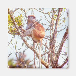 Íman Patas está em cima de uma árvore