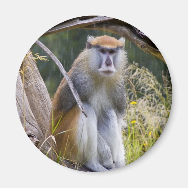 Íman Patas Monkey (Frente)