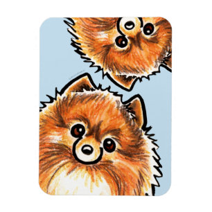 Íman Patas vermelhas de Pomeranian acima