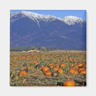 Íman Patch de Pumpkin em Montana em Flathead Valley