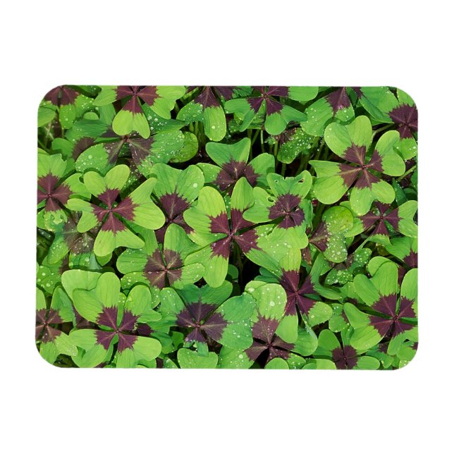 Íman Patch de Quatro Folhas de Folha, Sorrel, com Dew (Horizontal)