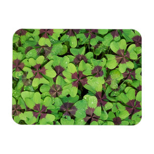 Íman Patch de Quatro Folhas, Sorrel, com Dew
