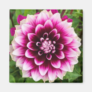Íman Patches Dahlia