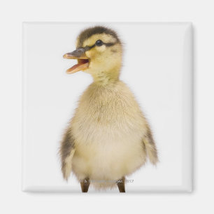Íman Patinho do pato selvagem (platyrhynchos dos Anas)