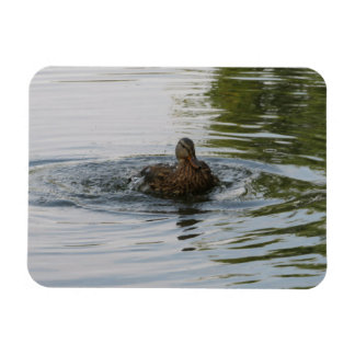 Íman Pato balançando Tailfeather