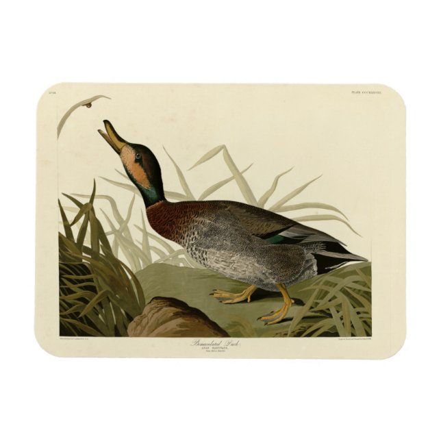 Íman Pato bemaculado (de cerveja), Pássaros de Audubon  (Horizontal)