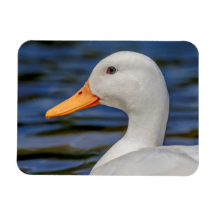 Íman Pato branco do pato selvagem
