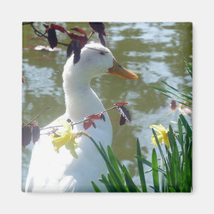 Íman Pato Branco Em Daffodils