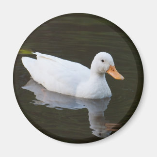 Íman Pato Branco Pequeno