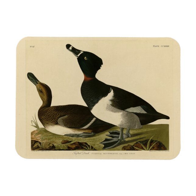 Íman Pato com pescoço anelar das Aves da América de Aud (Horizontal)