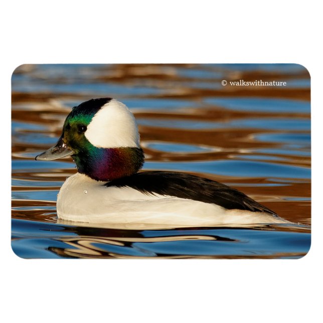 Íman Pato de Bufflehead Masculino na Tarde Sol (Horizontal)