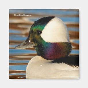 Íman Pato de Bufflehead Masculino na Tarde Sol