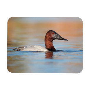 Íman Pato-de-canvasback masculino