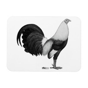 Íman Pato De Cinza De Gamecock