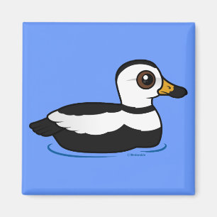 Íman Pato de Labrador (natação)