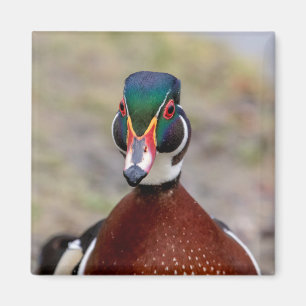 Íman Pato de Madeira