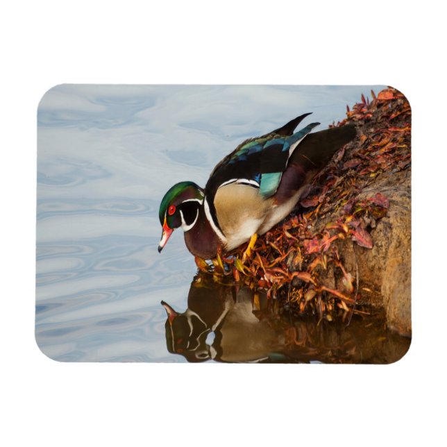 Íman Pato de madeira em terra (Horizontal)