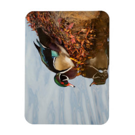 Íman Pato de madeira em terra