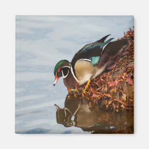 Íman Pato de madeira em terra