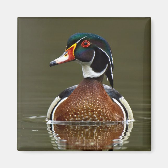 Íman Pato de madeira na água (Frente)