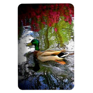 Íman Pato de Mallard
