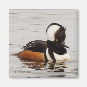 Íman Pato de Merganser Hooded Atormentante no Pond
