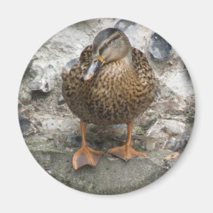 Íman Pato em uma parede