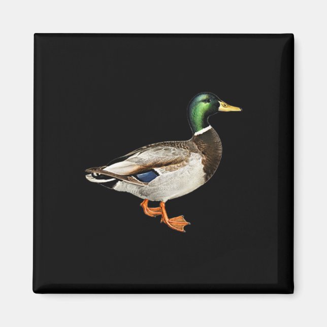 Íman Pato Macho Mallard Logo de Bolso Caça a Patos Mall (Frente)