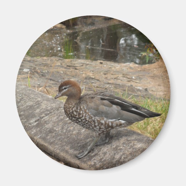 Íman Pato Magnet (Frente)