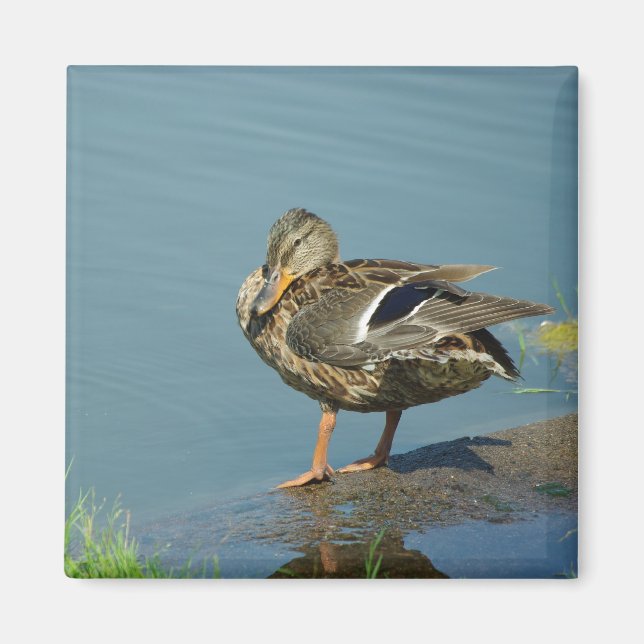 Íman Pato Magnet (Frente)