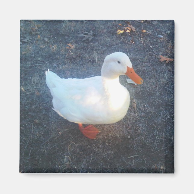 Íman Pato Magnet (Frente)