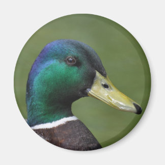 Íman Pato Male Mallard