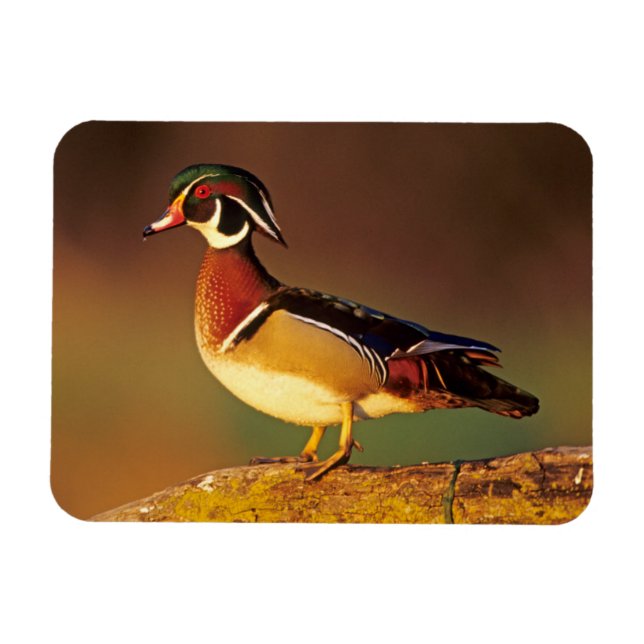 Íman Pato-mandarim macho, Illinois (Horizontal)
