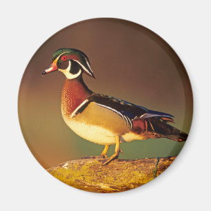 Íman Pato-mandarim macho, Illinois