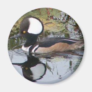 Íman Pato masculino do merganso