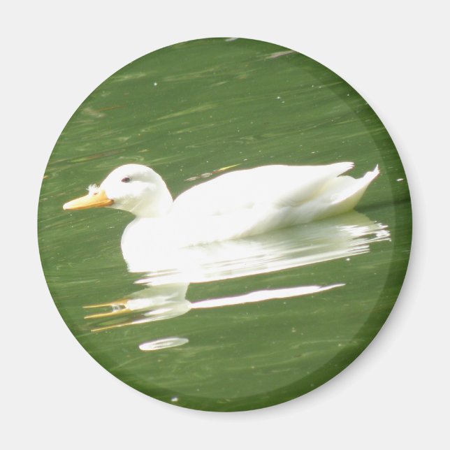 Íman Pato na água Magnet (Frente)