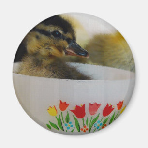 Íman Pato num Teacup 2
