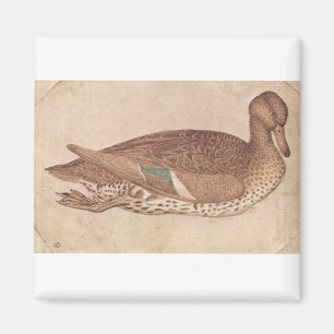 Íman Pato - Pisanello