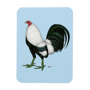 Íman Pato Prateado de Gamecock