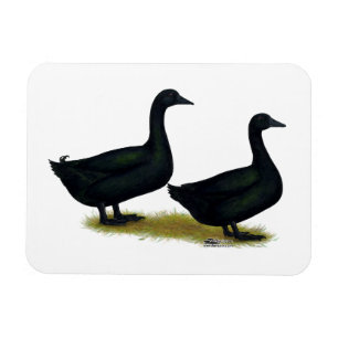 Íman Patos: Black Cayugas