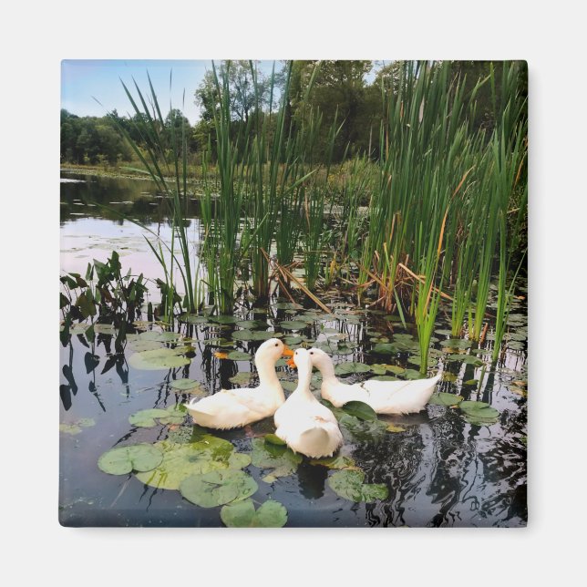 Íman Patos brancos clássicos num lago bonito (Frente)